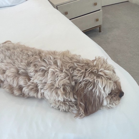 Meet your Posher, Malia - Picture 1 of 1